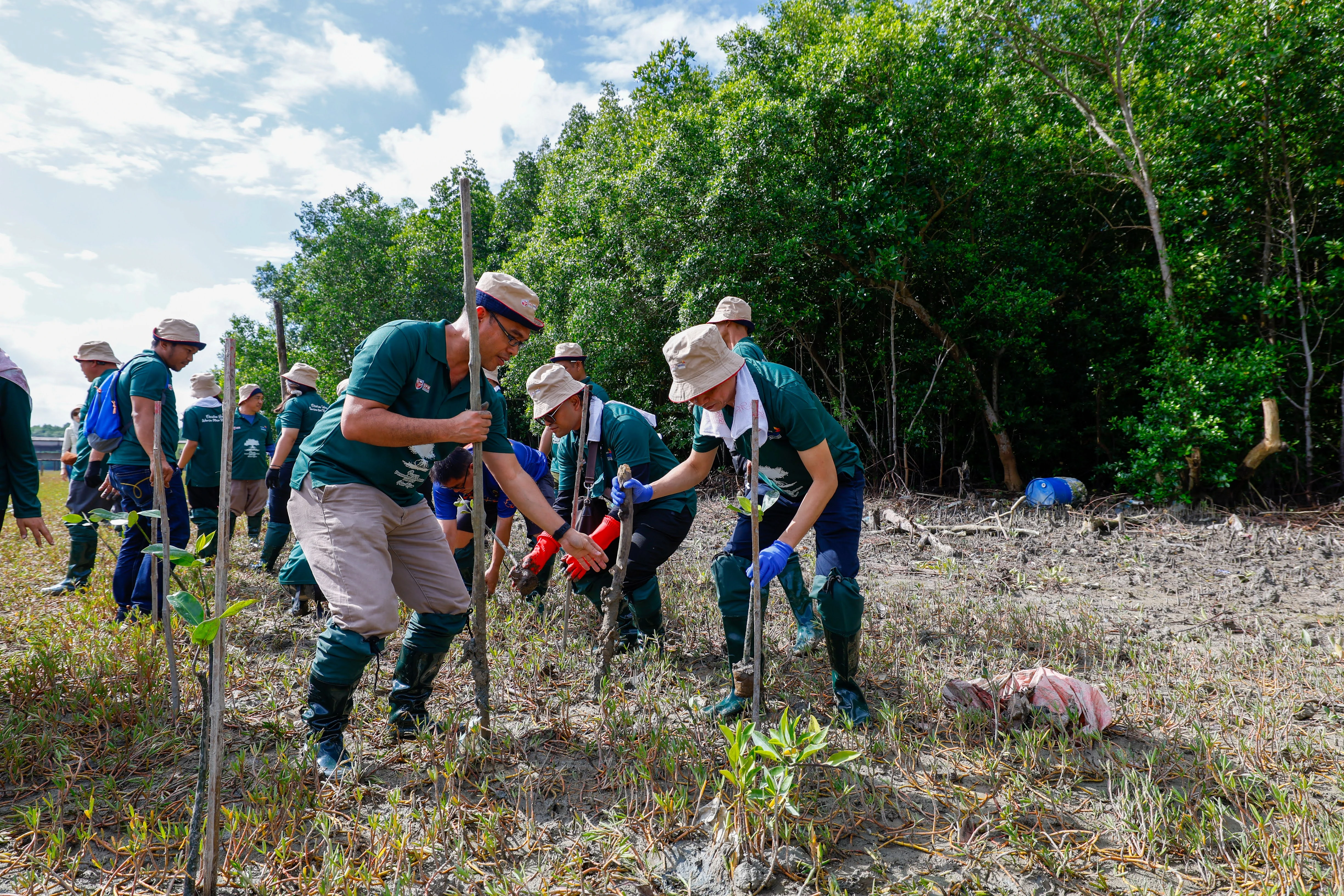 C4C Afxupm Mangrove 1